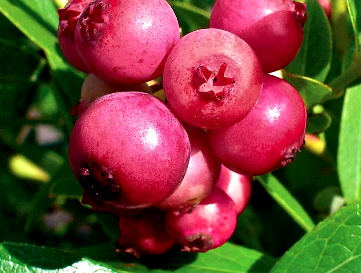 Pink Lemonade Blueberry Plant