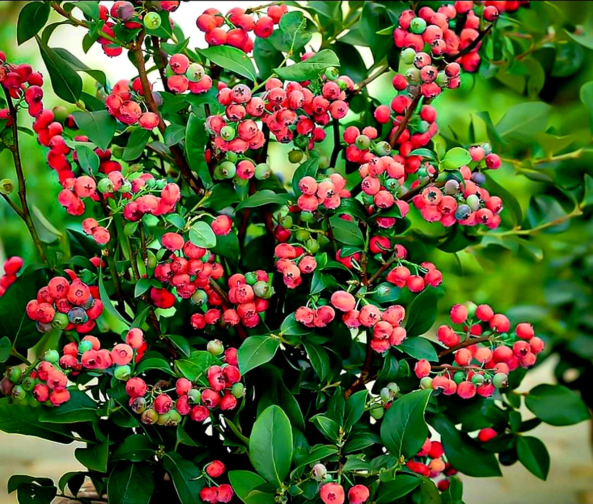 Vaccinium' Pink Lemonade Blueberry (Just Restocked) –