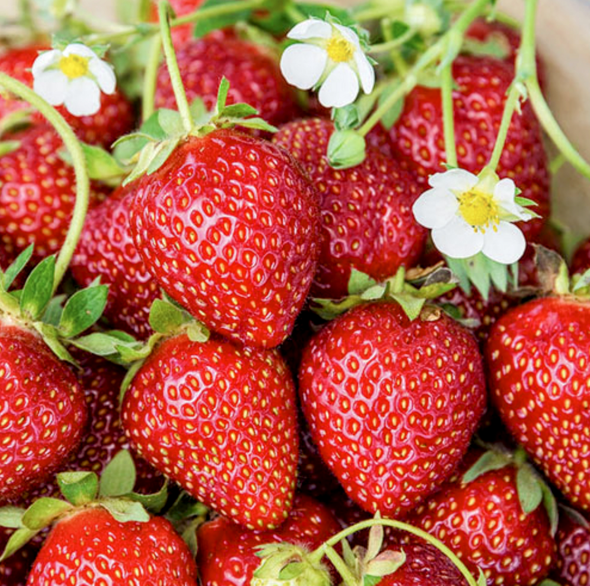Fragaria' Cherryberry Strawberry, Well Established Clump