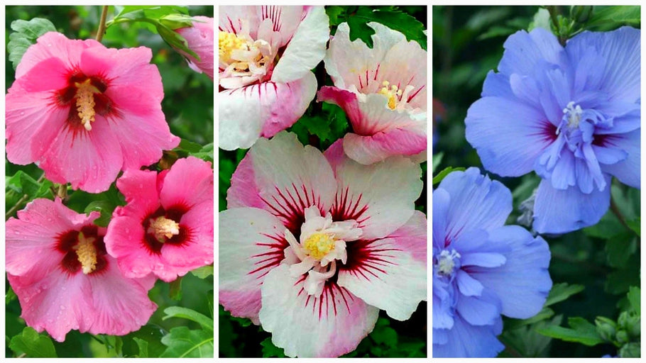 The Rose Of Sharon's Origins, History And Rise To Popularity!