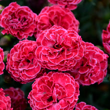 Load image into Gallery viewer, &#39;Dianthus&#39; Raspberry Ruffles
