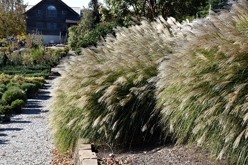 'Miscanthus' Gracillimus Maiden Grass