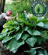 Load image into Gallery viewer, &#39;Hosta&#39; Empress Wu Giant Hosta (🏆2023 Hosta Of The Year)!
