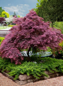 'Acer' Tamukeyama Weeping Japanese Maple