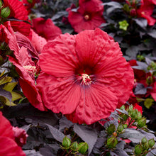 Load image into Gallery viewer, &#39;Hibiscus&#39; Summerific® Holy Grail (Hardy/Perennial)
