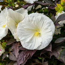 Load image into Gallery viewer, &#39;Hibiscus&#39; Cookies and Cream(Hardy/Perennial)
