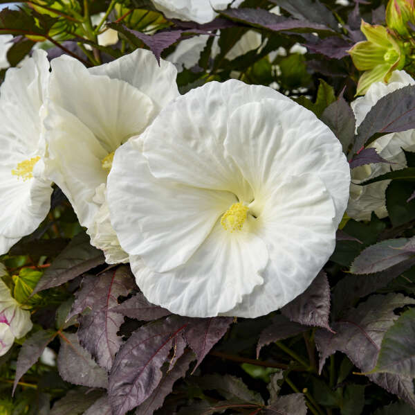 'Hibiscus' Cookies and Cream(Hardy/Perennial)