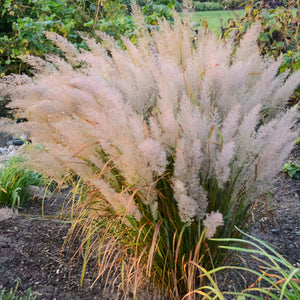 'Calamgrostis' Korean Feather Reed Grass