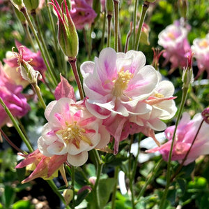 'Aquilegia' Winky Double Rose White Columbine