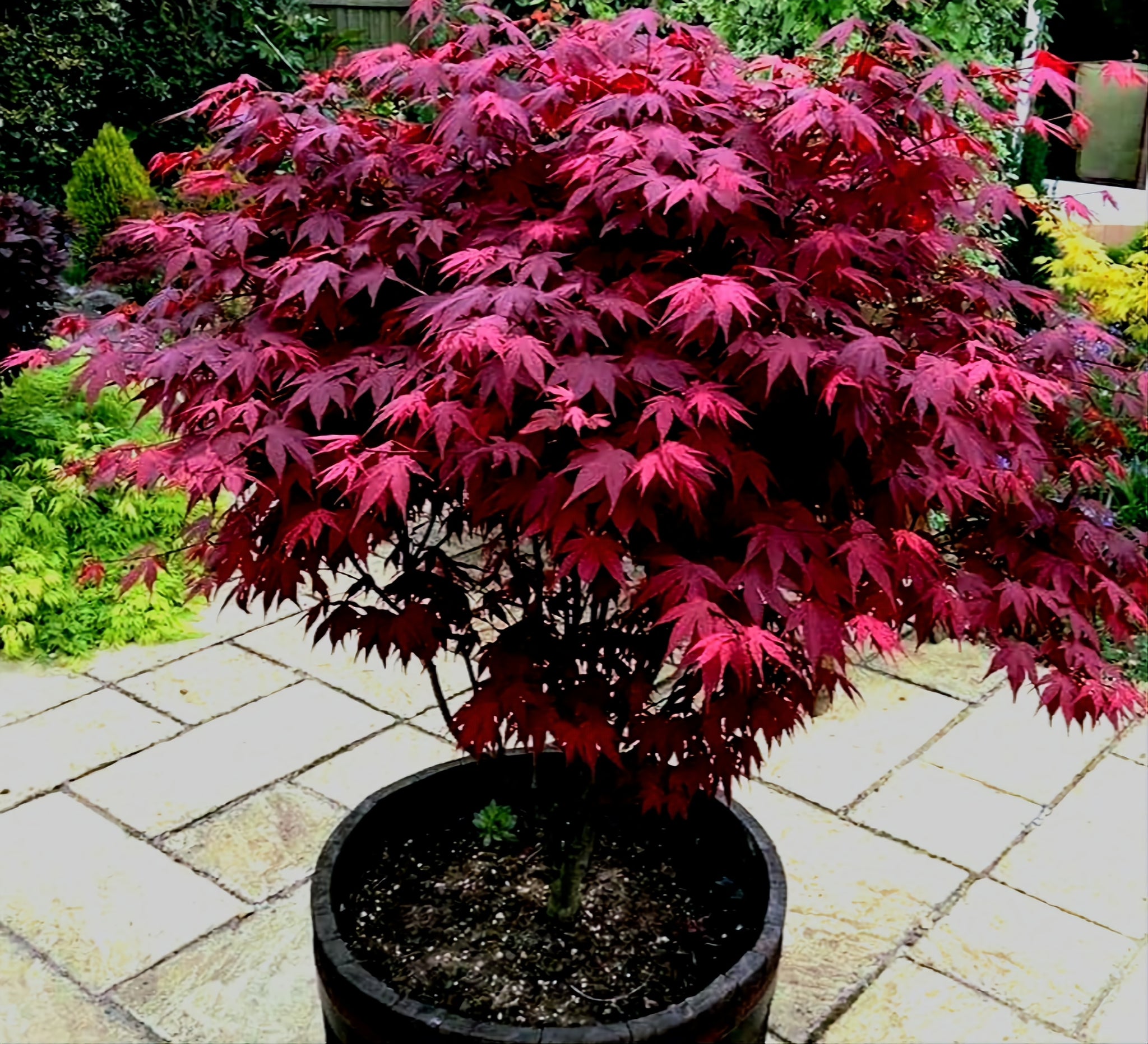'Acer' Red Leaf Japanese Maple Tree – canadiantreenursery.com