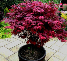 Load image into Gallery viewer, &#39;Acer&#39; Red Leaf Japanese Maple Tree (50% Off Pre Sale Ends At 11:59 PM PST)
