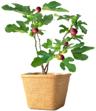 Load image into Gallery viewer, &#39;Ficus&#39; Little Ruby Dwarf Patio Fig Tree
