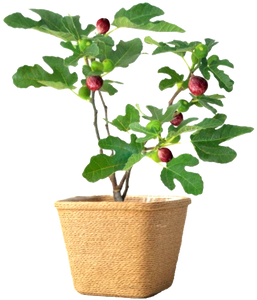 'Ficus' Little Ruby Dwarf Patio Fig Tree