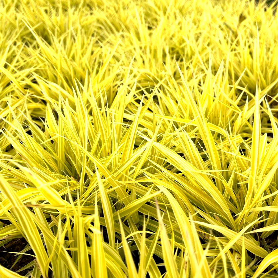 'Hakonechloa' Lemon Zest™ Japanese Forest Grass