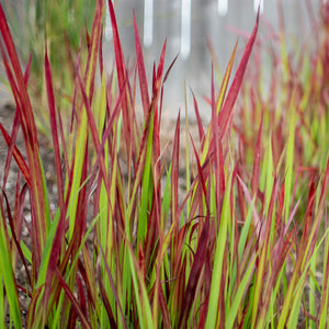 'Panicum' Shenandoah Switch Grass