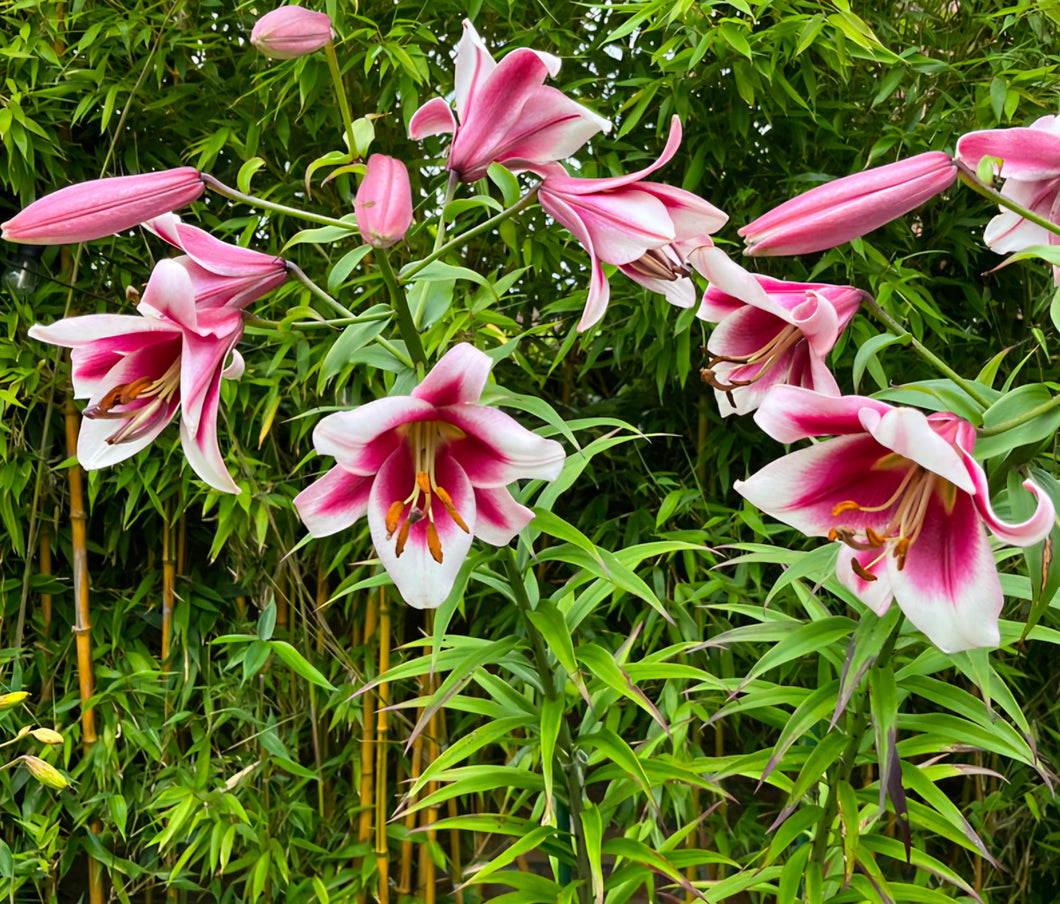 'Lilium' Silk Road Lily Tree (Orienpet Lily)