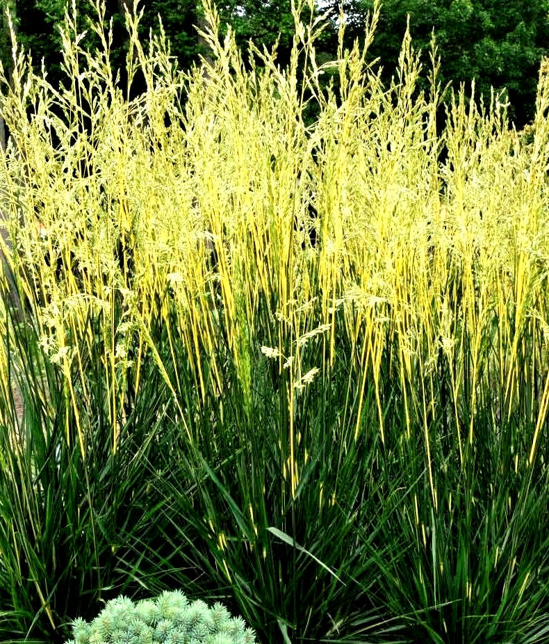 'Festuca' Glow Sticks Grass
