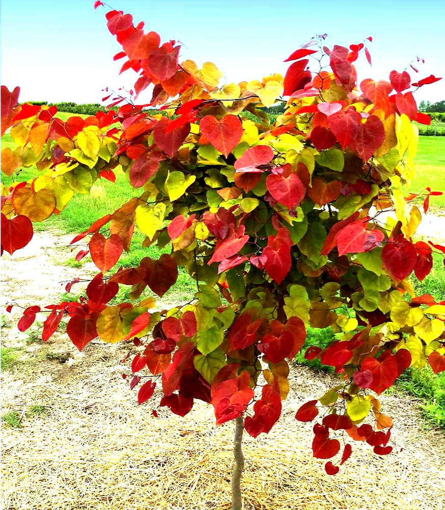 'Cercis' Flame Thrower® Specialty Redbud Tree