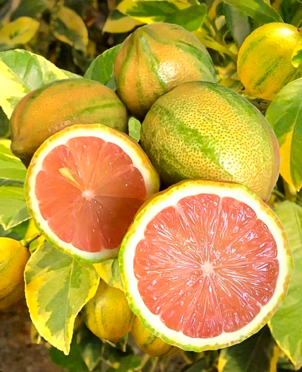 'Citrus' Variegated Pink Lemonade Tree