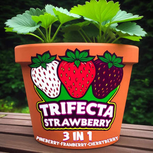 'Fragaria' Trifecta Strawberry Delight