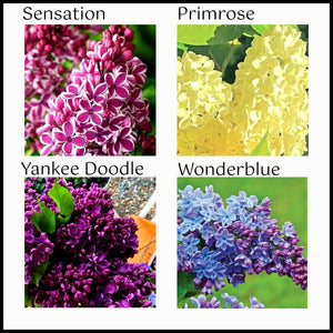 'Syringa' Specialty Lilac Bundle