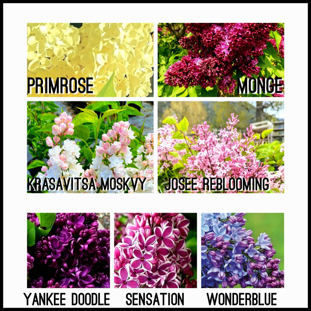 'Syringa' Premium Specialty Lilac Bundle