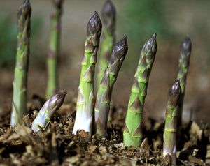 'Asparagus' Jersey Supreme, Variable Mature Crowns