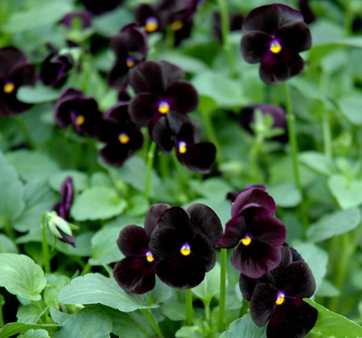 'Viola' Sorbet® Black Delight (Specialty)