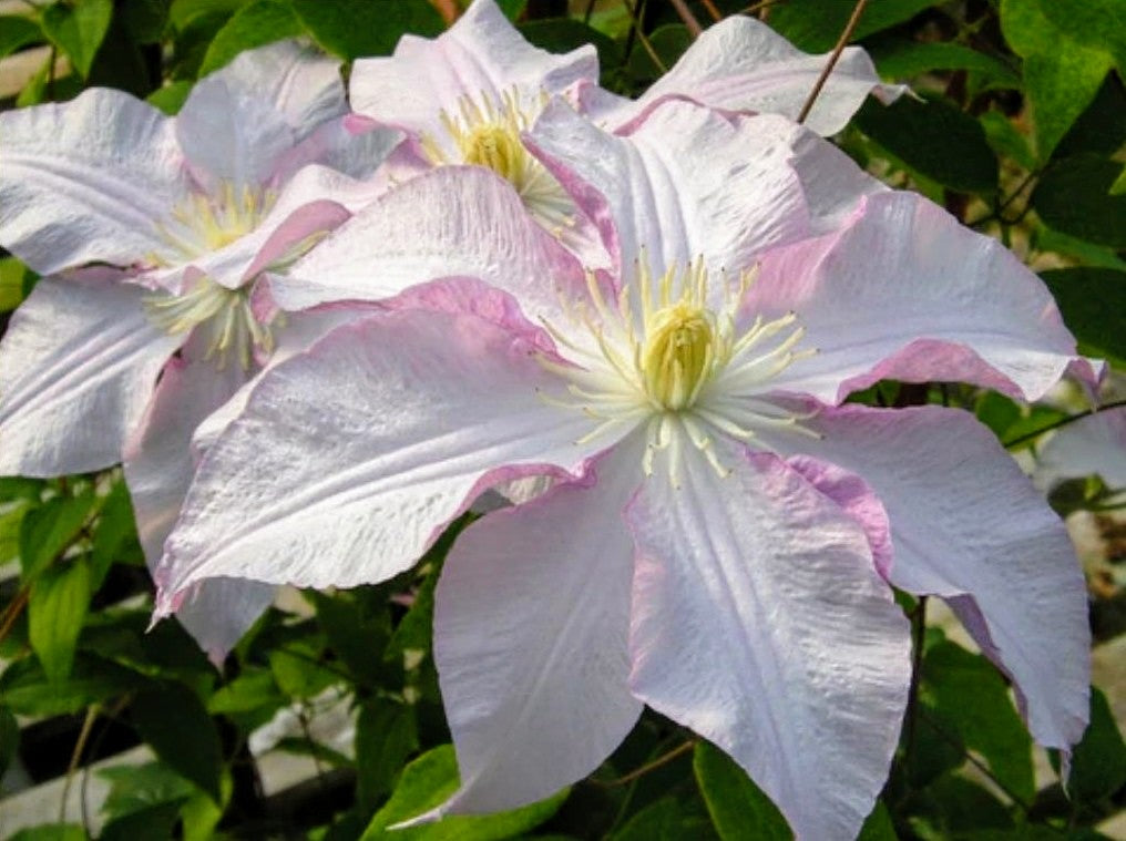 'Clematis' Vancouver ™ Morning Mist