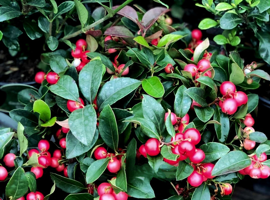 'Gaultheria' Cherry Berries™ Wintergreen