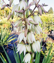 Load image into Gallery viewer, &#39;Yucca&#39; Blue Sentry
