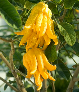 'Citrus' Buddha Hand Patio Citron Tree