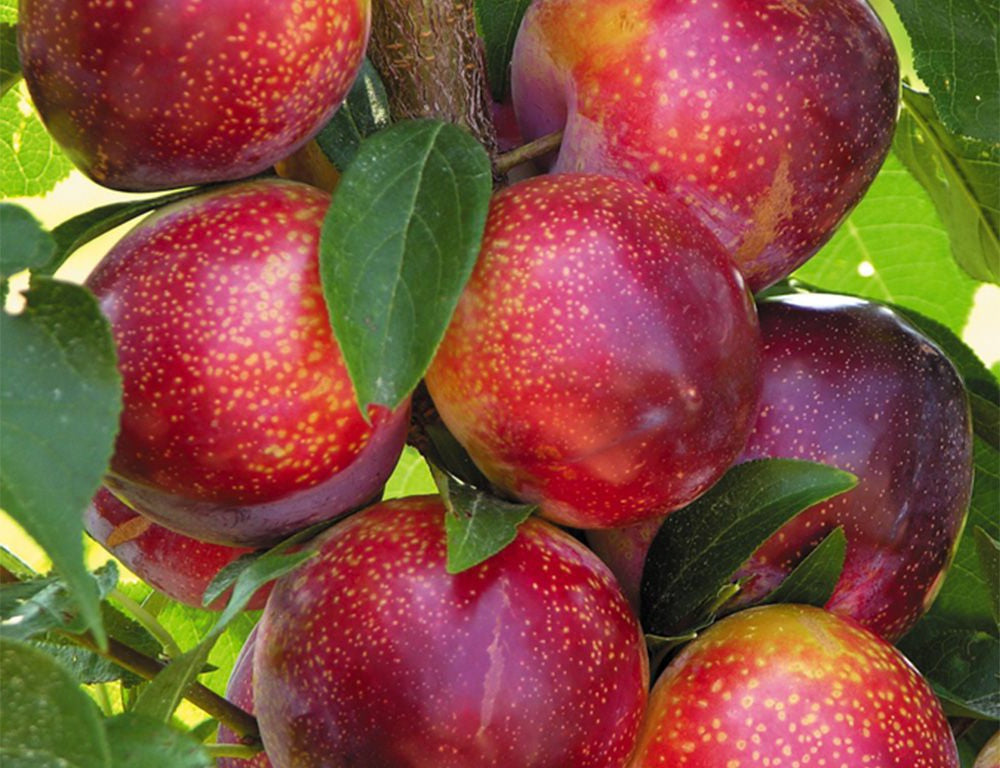 'Prunus' Flavor King® Pluot Tree