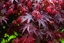 Load image into Gallery viewer, &#39;Acer&#39; Red Leaf Japanese Maple Tree
