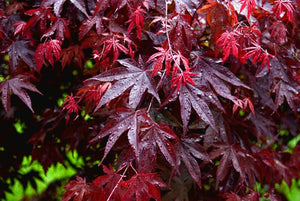 'Acer' Red Leaf Japanese Maple Tree