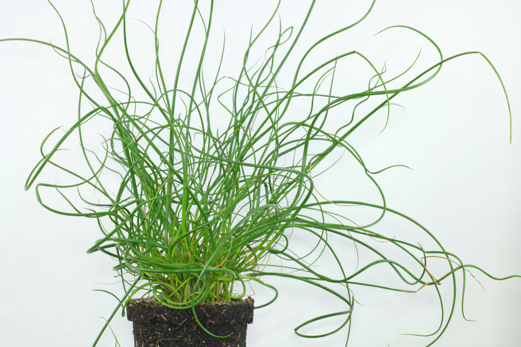 'Juncus' Twisted Arrows Grass