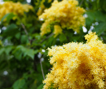 Load image into Gallery viewer, &#39;Syringa&#39; Beijing Gold® Yellow Tree Lilac
