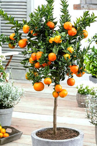 'Citrus' Cara Cara Patio Orange Tree