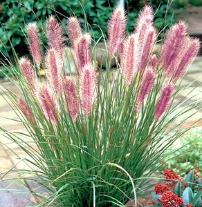 'Pennisetum' Red Head Fountain Grass