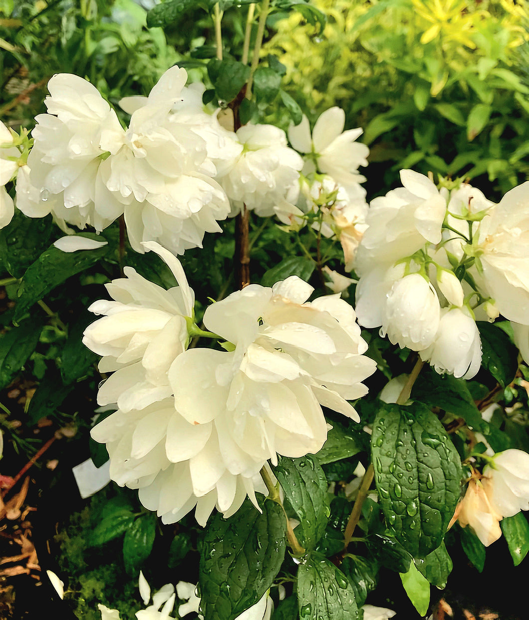 'Philadelphus' Snowbelle Mock Orange