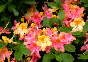 'Rhododendron' Garden Rainbow Tri-Color Azalea