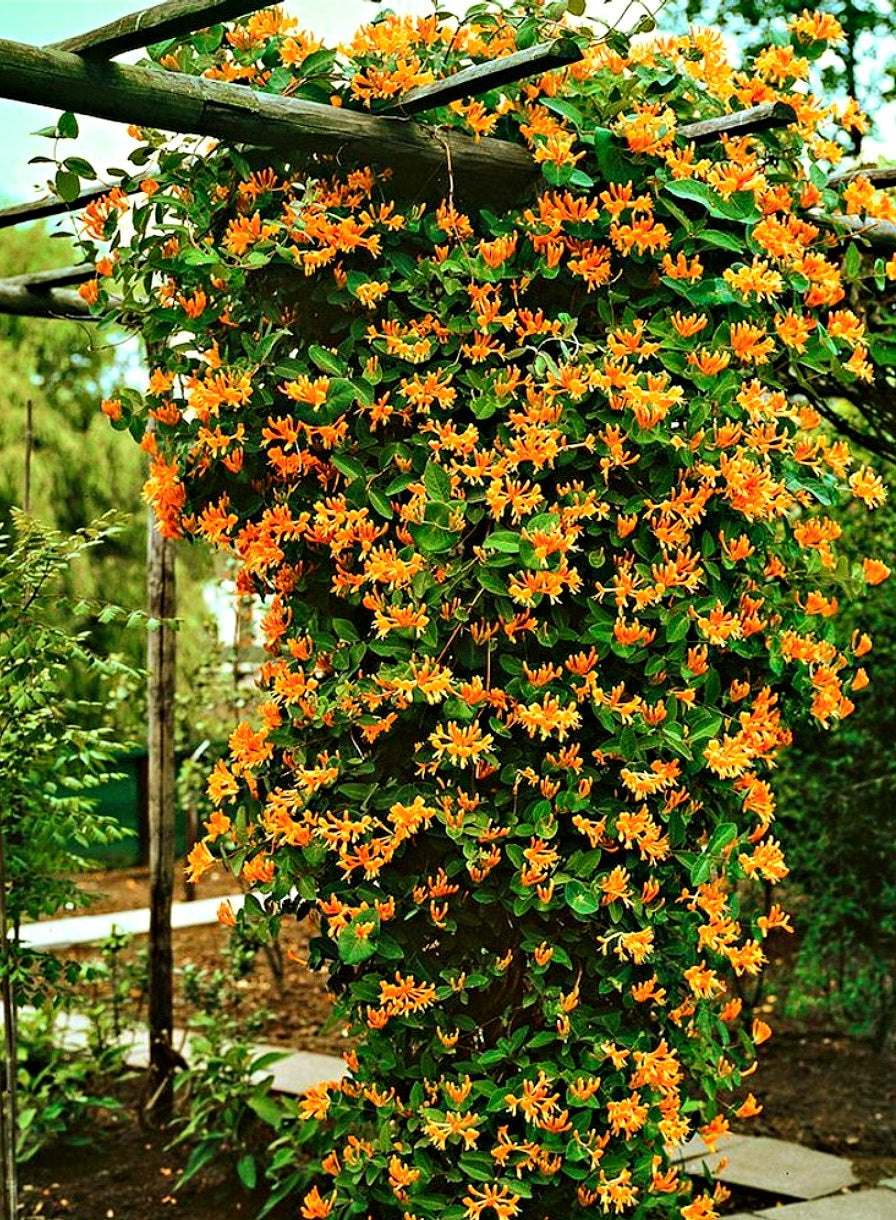 'Lonicera' Mandarin Honeysuckle Vine