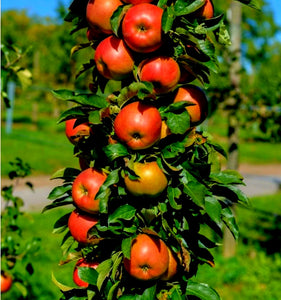 'Malus' Urban® Blushing Delight™ Columnar Apple Tree