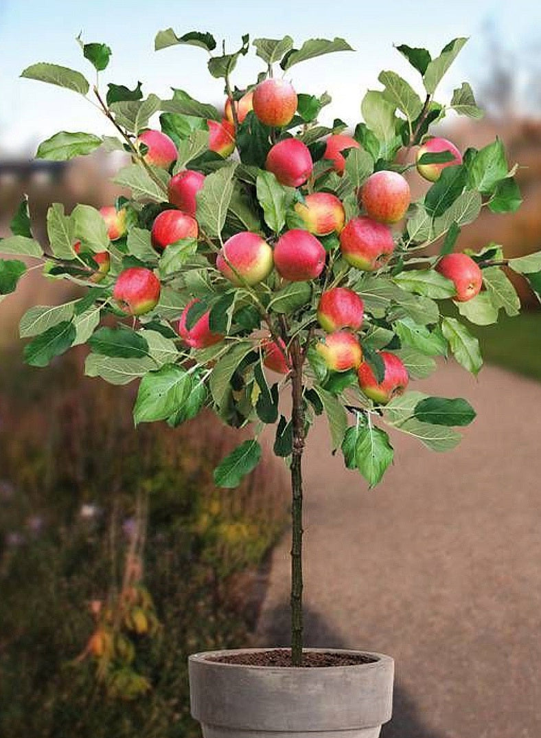 'Malus' Super Dwarf Spartan Apple Tree – canadiantreenursery.com