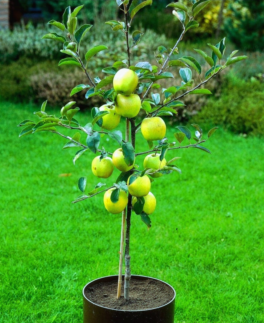 'Malus' Super Dwarf Granny Smith Apple Tree