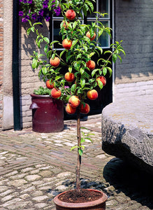 'Malus' Super Dwarf Gravenstein Apple Tree