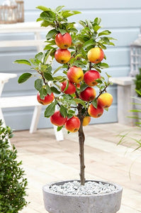 'Malus' Super Dwarf Honeycrisp Apple Tree