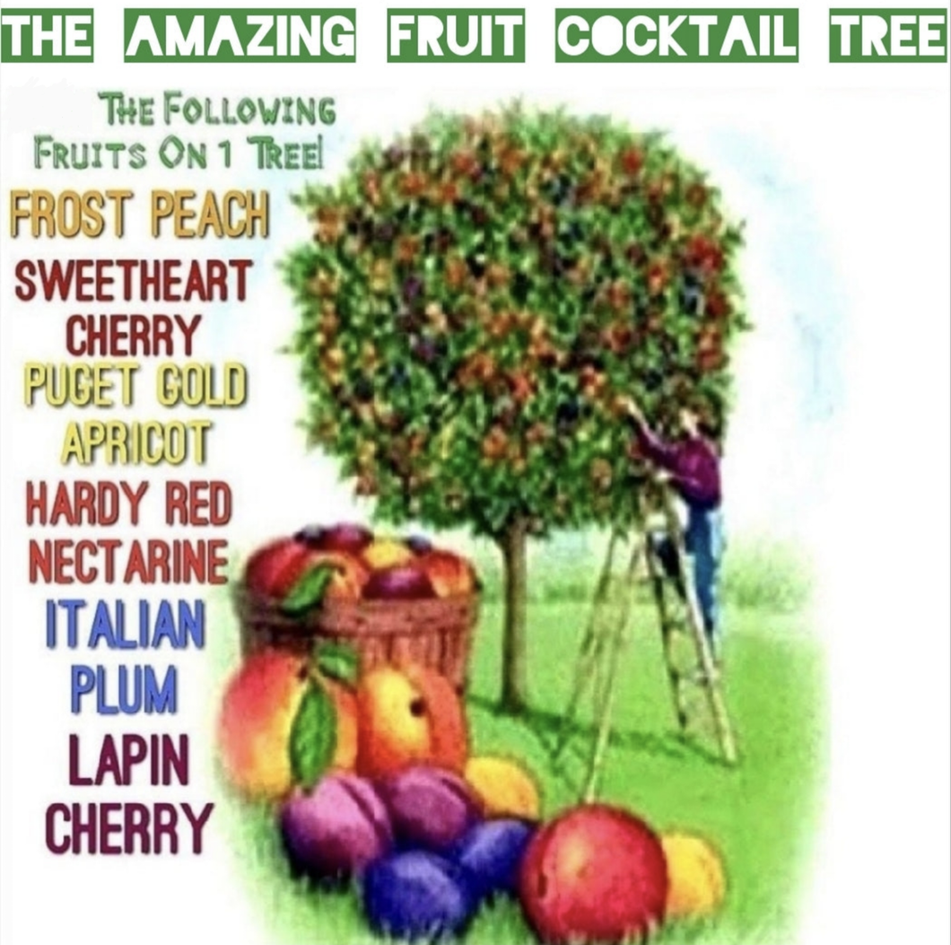 'Prunus' Fruit Cocktail Tree
