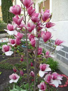 'Magnolia' Rustica Rubra