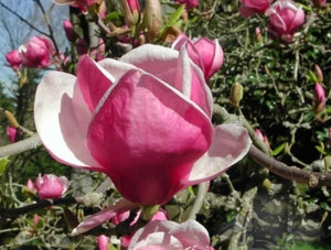 'Magnolia' Rustica Rubra